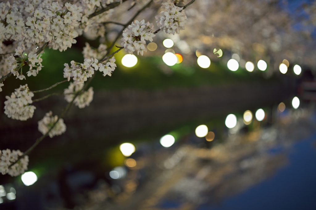 桜めぐり2015：松川夜桜a