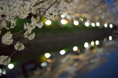 桜めぐり2015：松川夜桜a