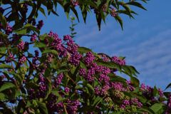 路傍の花たち2016：小紫と秋の空
