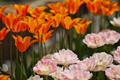 TulipFair2015：アンジェリークと炎の花