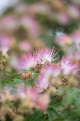 路傍の花たち2015：薄紅の清海波
