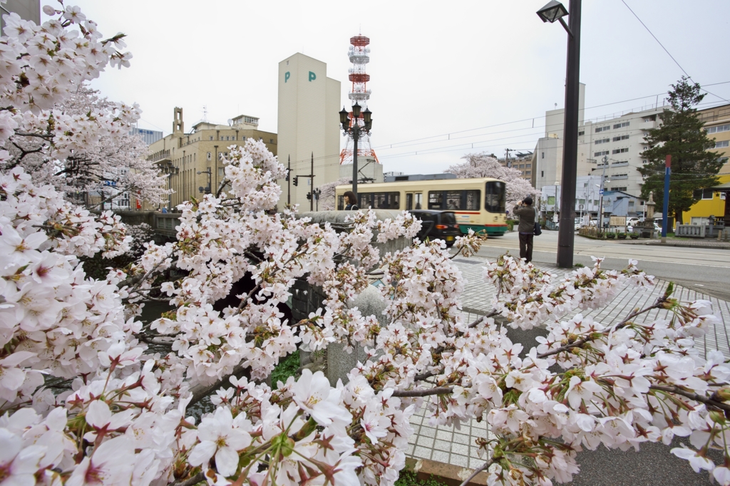 桜めぐり2015：桜橋にてa