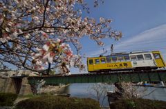 路傍の花たち2016：散り初め桜と万葉線（八五郎電車）