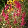 路傍の花たち2016：鶏頭の秋