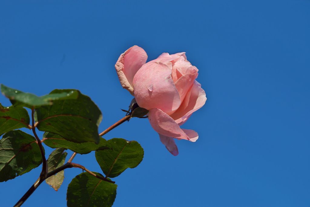 路傍の花たち2016：晩秋の桃色と青c