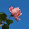路傍の花たち2016：晩秋の桃色と青c