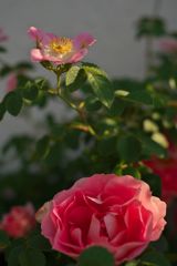 路傍の花たち2017：一重の薔薇と八重の薔薇