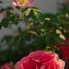 路傍の花たち2017：一重の薔薇と八重の薔薇