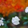 唐紅の綾錦2016：白薔薇と紅葉