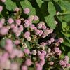 路傍の花たち2016：ミントな彼女