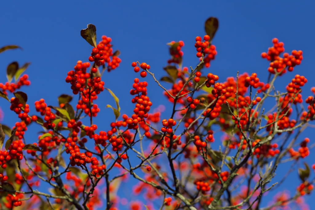 路傍の花たち2015：青と紅