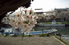 路傍の花たち2016：内川散り初め桜b