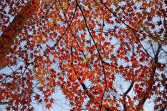 唐紅の綾錦2015：木洩れ日紅葉