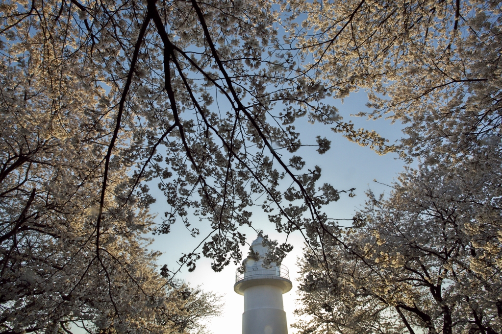 桜の灯台3