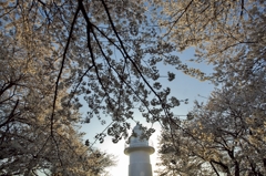 桜の灯台3
