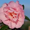 路傍の花たち2016：山茶花濡れて