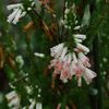 路傍の花たち2016：秋の長雨_エリカの涙