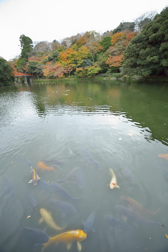 唐紅の綾錦2015：濠の錦