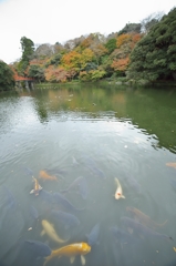 唐紅の綾錦2015：濠の錦