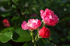 路傍の花たち2015：三姉妹