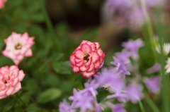 路傍の花たち2015：夏薔薇と青