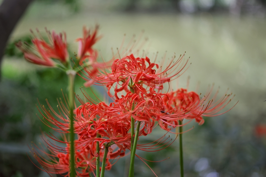 路傍の花たち2015：西内濠の緋色a