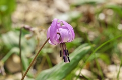 路傍の花たち2015：堅香子ひとり