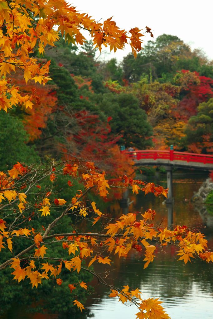 唐紅の綾錦2016：朝陽橋はるか