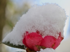 白と紅2015d：冬のかき氷