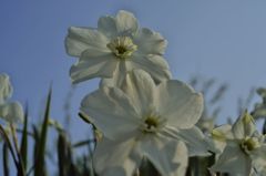 路傍の花たち2016：白い水仙