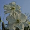 路傍の花たち2016：白い水仙
