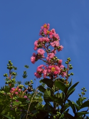 路傍の花たち2015：夏空百日紅b