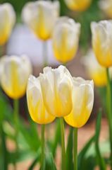 Tulipfair2016：はちみつミルク