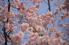 桜めぐり2015：紅枝垂五分咲き
