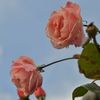 路傍の花たち2016：晩秋_雨上がり