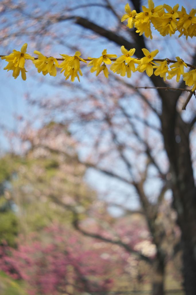 路傍の花たち2016：連翹開花
