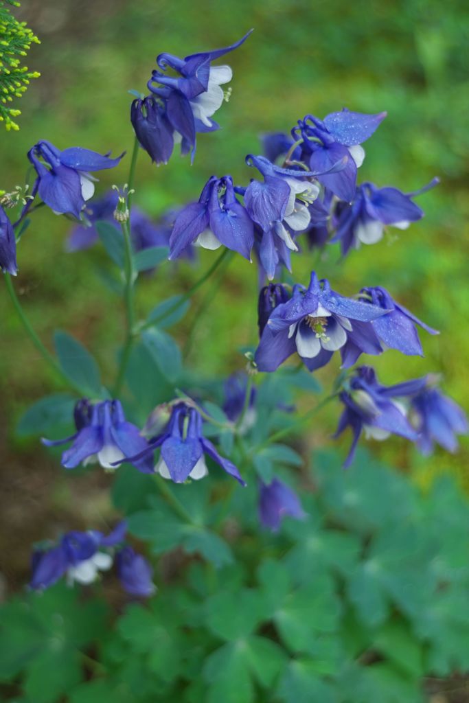路傍の花たち2017：西洋苧環