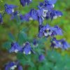 路傍の花たち2017：西洋苧環