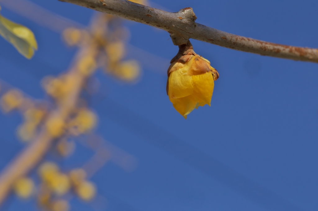 青と黄色2015a
