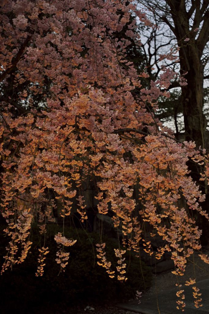 路傍の花たち2016：護国神社の紅枝垂d