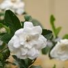 S180mmf2.8試写その６（くちなしの花）