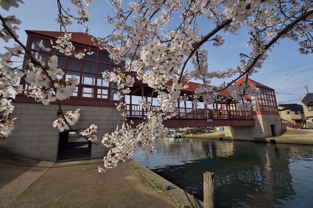 路傍の花たち2016：内川散り初め桜（東橋西詰）