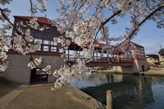 路傍の花たち2016：内川散り初め桜（東橋西詰）