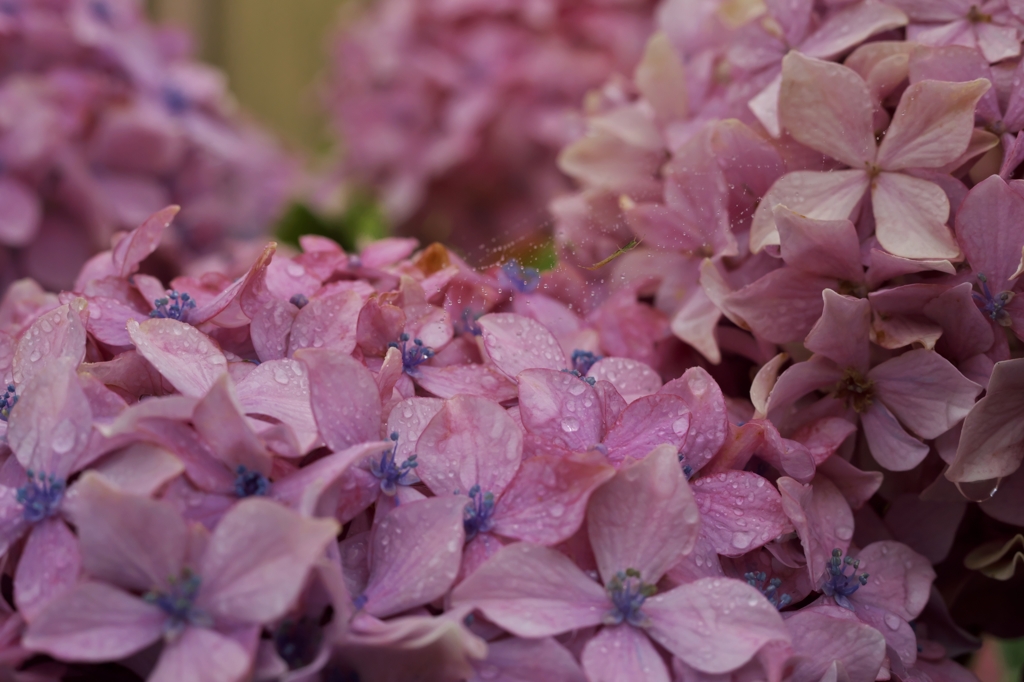 路傍の花たち2015：小さい紫陽花