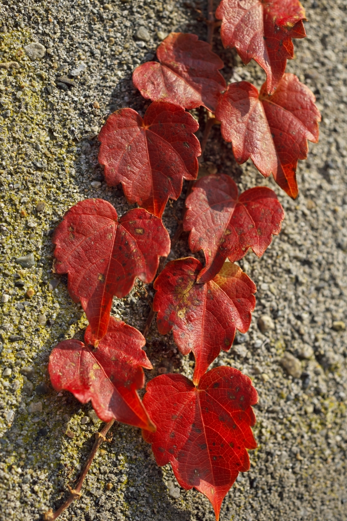 路傍の花たち2016：ハートの連鎖a