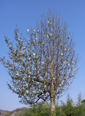 路傍の花たち2015：白木蓮