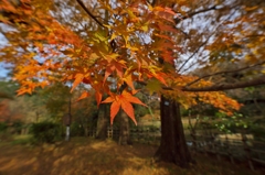 唐紅の綾錦2015：樹間の朱色