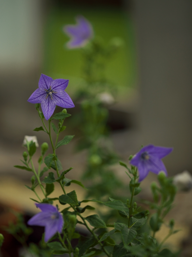 路傍の花たち2015：植物園の桔梗