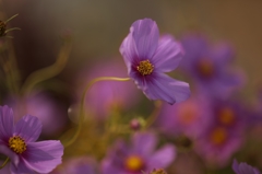 路傍の花たち2015：秋桜_風に揺れてc