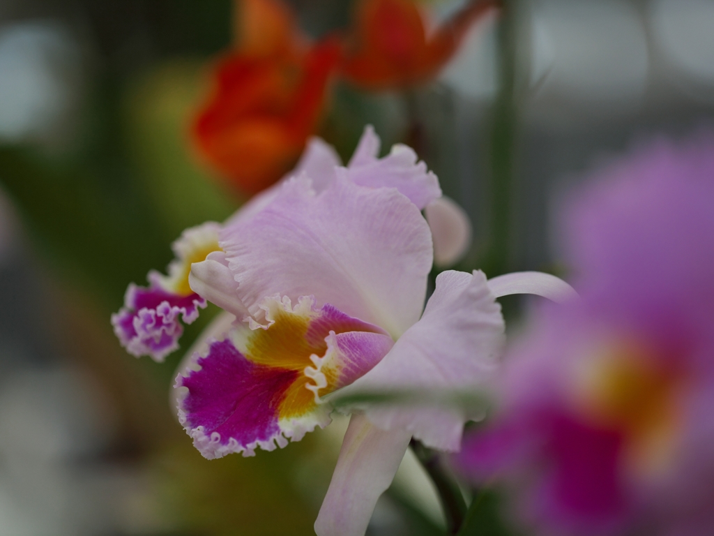 路傍の花たち2015：ラン展にてa